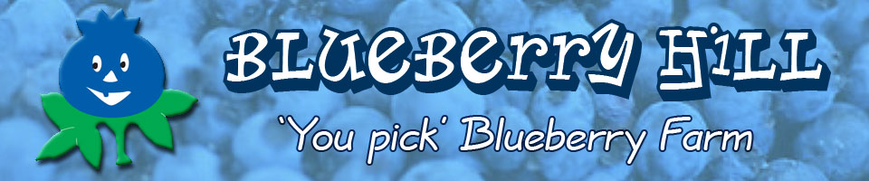 Blueberry Hill Family Farm, 'You Pick' Blueberry Farm