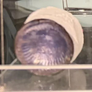 Brian Harvey - small dish 4